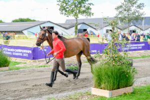Herning – Springen: 118 Pferde im Vet-Check accepted, nur 5 müssen morgen nochmals ran