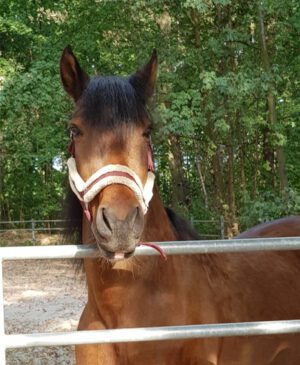 Happy Lunar Year of the Horse